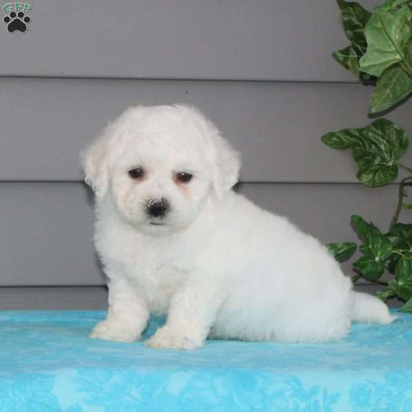 Victor, Bichon Frise Puppy